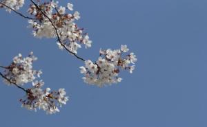 Proljeće počinje sutra: Kakve temperature donosi?