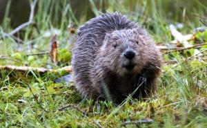 Dabrovi se vratili u BiH nakon više od 100 godina! (FOTO)