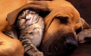 Svaka im čast: Novi Zeland životinje zakonski priznao kao bića s osjećajima