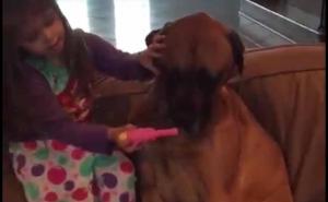 Njen najbolji pacijent: Pogledajte kako djevojčica pregleda svog psa (VIDEO)