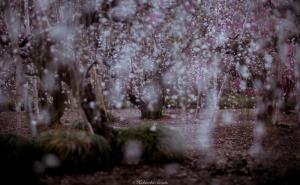 FOTO: Japan u savršenom proljetnom buđenju...