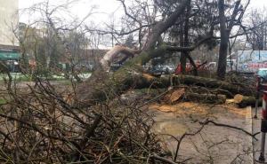 Grbavica: Uklanja se drvo staro 120 godina koje je palo na cestu (FOTO+VIDEO)