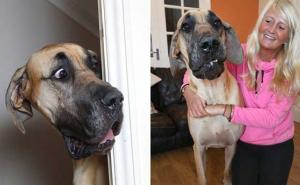 Pravi Scooby Doo: 'Nježni div' koji se boji - svega (VIDEO)