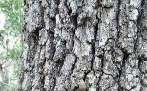 Možete li pronaći zmiju na ovoj fotografiji?