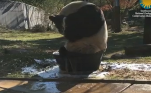 Panda u pjenušavoj kupki: Proljetno čišćenje (VIDEO)