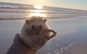 Avanture jednog slatkog putujućeg ježa - upoznajte Calica (FOTO)