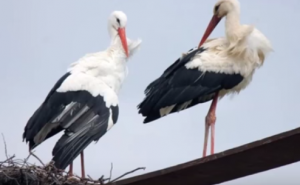 Klepetan se vratio Malenoj: Pratite najljepšu ljubavnu priču o rodama (VIDEO)