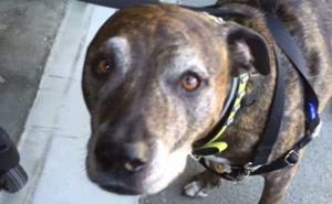 Amerikancu banka blokirala ček zbog 'terorističkog' imena njegovog psa (VIDEO)