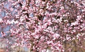 Iza Razija Mešević Kordić: Proljetno čišćenje života