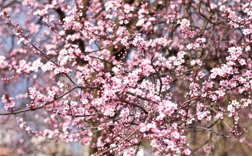 Iza Razija Mešević Kordić: Proljetno čišćenje života