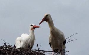Klepetan se ipak nije vratio: Roda Malena iz gnijezda otjerala mužjaka iz susjedstva (VIDEO)