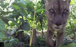 Bio u lancima 20 godina: Pogledajte trenutak kada lav Mufasa prvi put ugleda šumu (VIDEO)