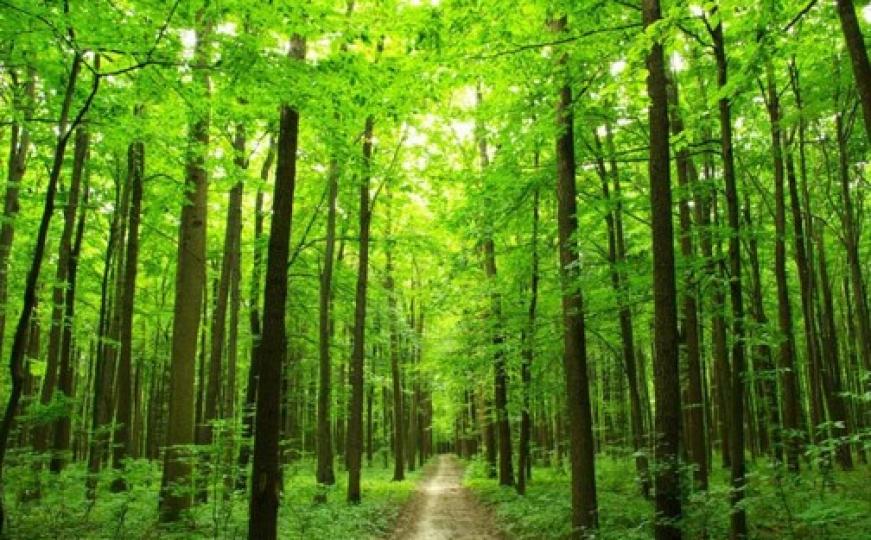 Psiho test koji otkriva sve o vama: Zamislite da ste u šumi...
