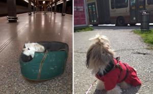 Sarajevo: Smiju li se kućni ljubimci voziti u tramvaju, trolejbusu, autobusu... 