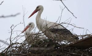 Samo ljubav: I 14. godinu zaredom Klepetan se vratio! (VIDEO)