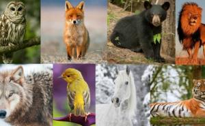 Šta vaša omiljena životinja govori o vama?