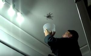 Šta se desi kad pokušate uloviti divovskog pauka (VIDEO)