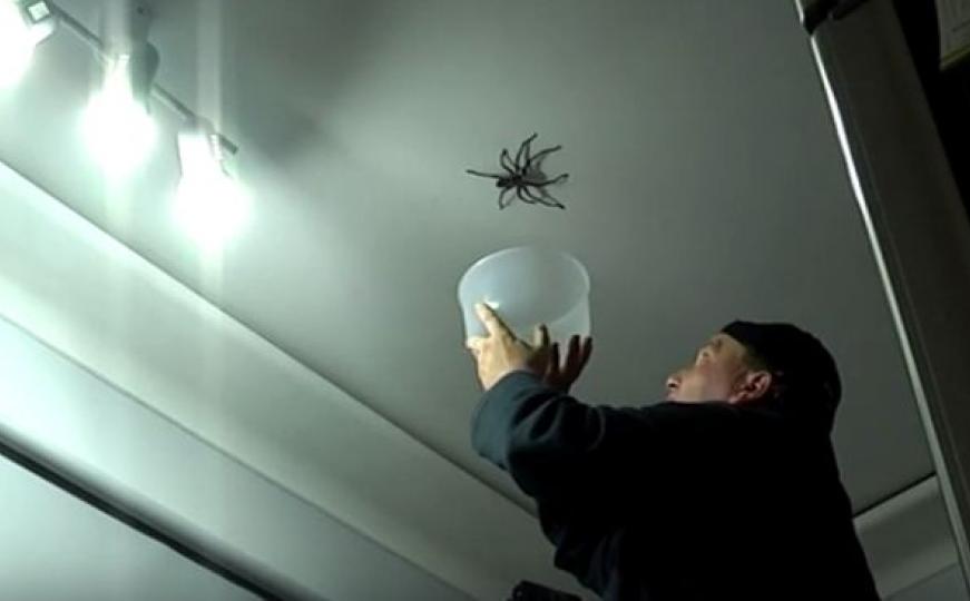 Šta se desi kad pokušate uloviti divovskog pauka (VIDEO)