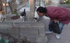 'Prijatelj mačaka': Hrani više od 100 gradskih i 20 svojih mačaka (FOTO)