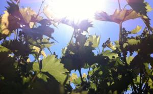 Kakvo nas vrijeme očekuje sutra?