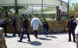 Sibirski tigar u Turskoj: Povrijedio djevojčicu i ženu u Zoološkom vrtu u Kocaeliju 