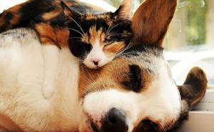 Preslatko: Kad životinje zadrijemaju... (FOTO)