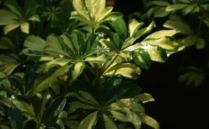 Ovo su biljke koje čiste kuću od toksina