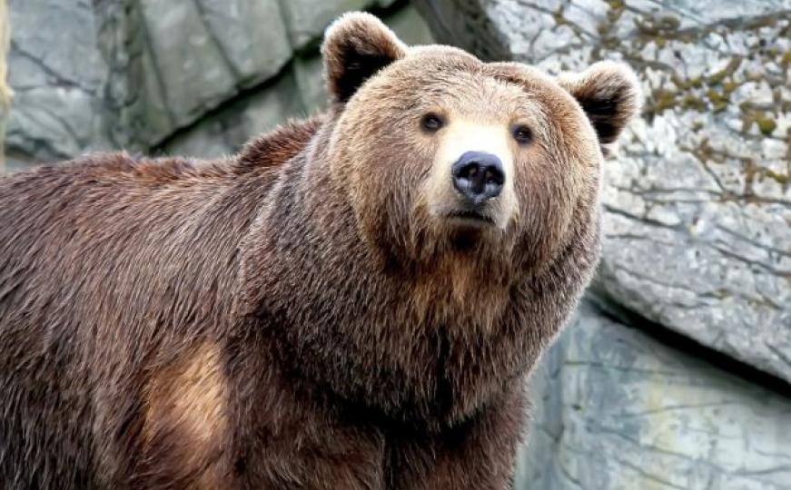 Plodni medvjed s Balkana napravio haos u Španiji: Zbog (nezasitnog) parenja prijeti mu odstrel
