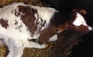 Maleno tele pod imenom Željka pokrenulo drugu generaciju bosansko-norveških goveda (FOTO)