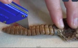 Šta se nalazi u repu zvečarke pa stvara zvuk koji ledi krv u žilama? (VIDEO)