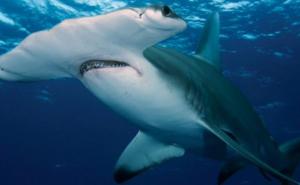 Morate biti punoljetni: Osvojite noć u akvariju s morskim psima!