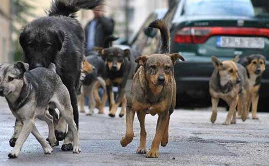 Kovači: Psi lutalice izujedali državljanku Danske