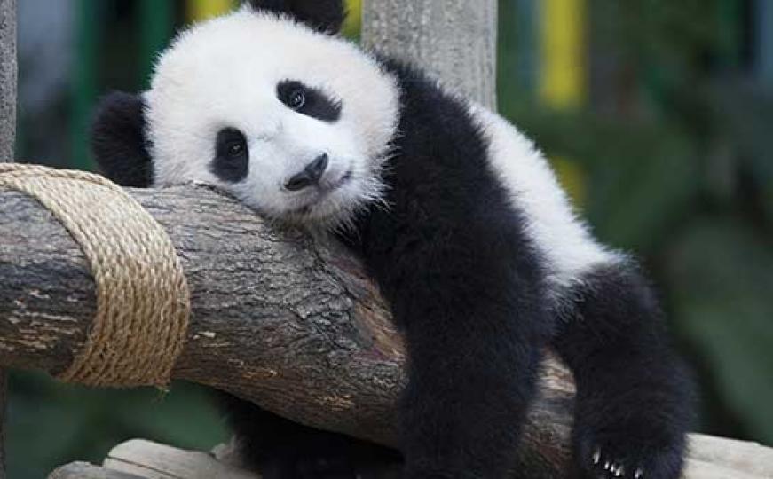 Sedmomjesečna panda u Maleziji dobila ime Nuan Nuan (FOTO)