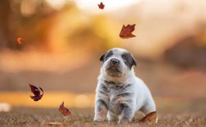 Mjesec u kojem ste rođeni otkriva sve vaše vrline i mane 