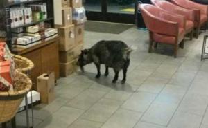 Koza Millie postala zvijezda Facebooka nakon što je svratila u Starbucks na kafu