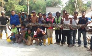 Ulovljena najveća zmija na svijetu