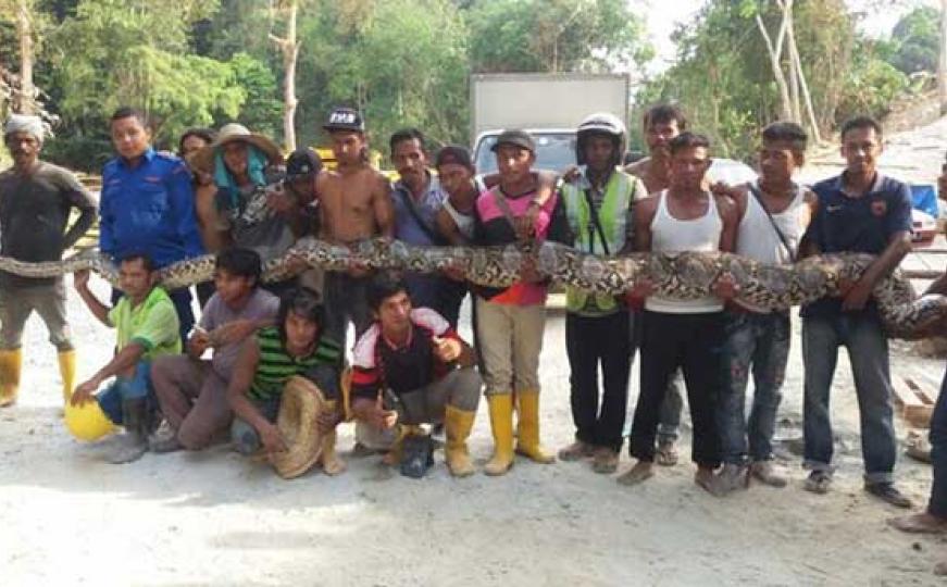 Ulovljena najveća zmija na svijetu