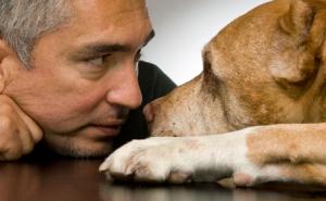 Slavni 'šaptač psima' oslobođen optužbi za zlostavljanje životinja