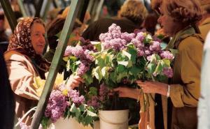 Ako volite jorgovan, ovo morate znati!