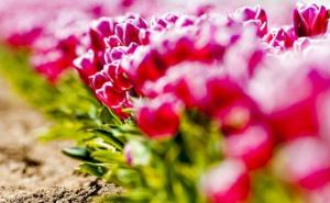 Orhideja, mak, ljiljan... koji ste znak u ovom 'cvjetnom' horoskopu? 