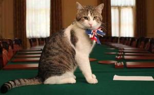 Britansko ministarstvo za vanjske poslove angažiralo mačka u borbi protiv miševa