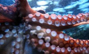 Spektakularni bijeg hobotnice iz akvarija (VIDEO)