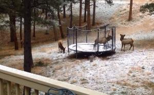 Držao kao kućne ljubimce divlje životinje