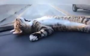 Uživanje jedne mačke (VIDEO)