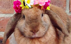 FOTO: Ovi zečići popravit će dan i najvećim mrgudima 