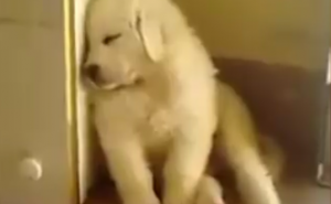 Jednom slatkom debeljku se opasno spava (VIDEO)