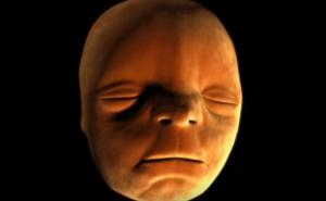 Pogledajte kako nastaje ljudsko lice dok fetus raste u majčinoj utrobi (VIDEO)