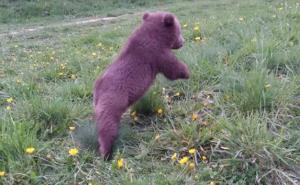 Pronađen medvjedić u šumi, šta uraditi dalje: Svi savjeti dobrodošli (FOTO)