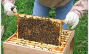 Opasnost od zaraze: Klinički pregledi na 382 pčelinjaka