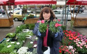 Zagrebački Dani cvijeća: Balkoni se više ne kite cvijećem, nego povrćem (FOTO)